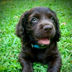 Light Blue collar - Dark brown male Boykin Spaniel puppy in Greenwood, South Carolina from Boykins Finest Kennels