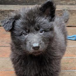 Nando - Bi-color male German Shepherd puppy in Olean, New York from F&B Kennels