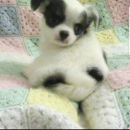 Chihuahua Puppies from Lucky Star Chihuahuas