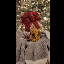 Golden Retriever Puppies from Paisley's Golden Pups