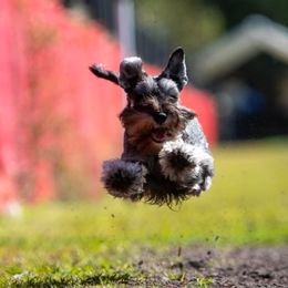 Miniature Schnauzer Puppies from Poplar Creek Miniature Schnauzers