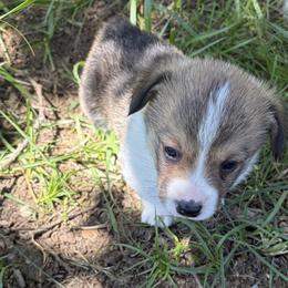 Turbo - White and fawn male Pembroke Welsh Corgi puppy in Keizer, Oregon from Grit Phillips