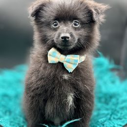 Jett - Black male Pomeranian puppy in Franklin, North Carolina from A&J cutie pawtooties