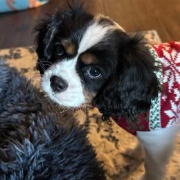 Cavalier King Charles Spaniel All Grown Up from True Love Colorado Cavalier King Charles Spaniels