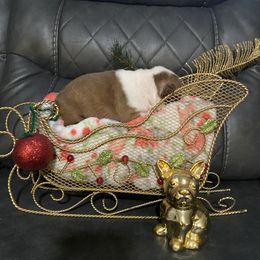 Boston Terrier Puppies from Boston Terriers