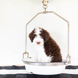 Aussiedoodle, Miniature Australian Shepherd, and Poodle Puppies from Fine and Dandy Aussiedoodles
