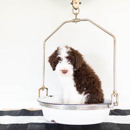 Aussiedoodle, Miniature Australian Shepherd, and Poodle Puppies from Fine and Dandy Aussiedoodles