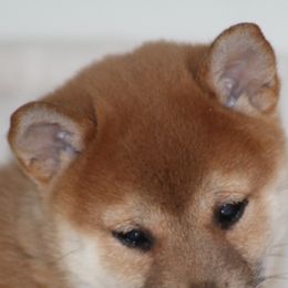 Shiba Inu from Yellow Gate Kennel