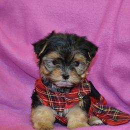 Shiba Inu and Yorkshire Terrier Puppies from Royal Kennels