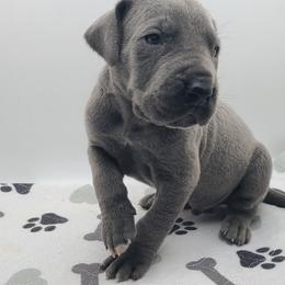 Riggs - Blue male Great Dane puppy in Kannapolis, North Carolina from Carolina Great Danes & Toy Poodles