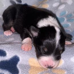 Cheeto - Black tri-color female Australian Shepherd puppy in Laurel, Mississippi from Reeves Australian Shepherds