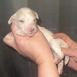 Skye - Cream female Poodle puppy in Prosperity, Pennsylvania from Stelladoodles & Company