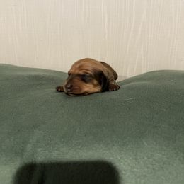 Dachshund Puppies from Hayden’s darling doxies
