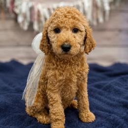 Meadow - Cream female Goldendoodle puppy in Lisbon, Ohio from Willow Lane Doodles