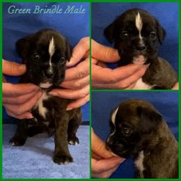 Green - Brindle male Boxer puppy in Butler, Pennsylvania from Schaible's Boxer Huddle