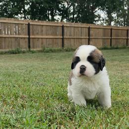 Gilbert - Mahogany and white male Saint Bernard puppy in Brandon, South Dakota from Split Rock Saints