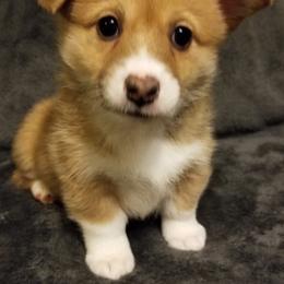 Pembroke Welsh Corgi Puppies from Whimsical Treasure Corgis