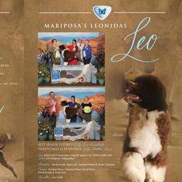 Portuguese Water Dogs from Mariposa PWDs