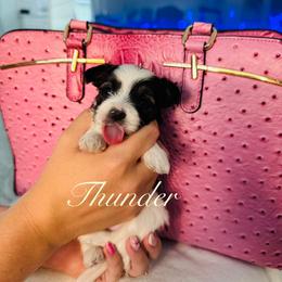 Thunder - Black & tan tri-color male Morkie puppy in Deltona, Florida from Pink Purse Designer Breeds
