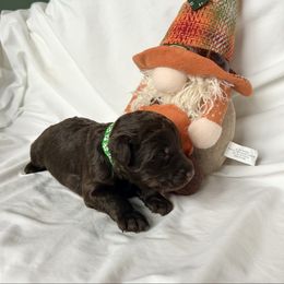 Tundra - Red male Miniature Australian Shepherd puppy in Edgar Springs, Missouri from Scott’s Aussies LLC