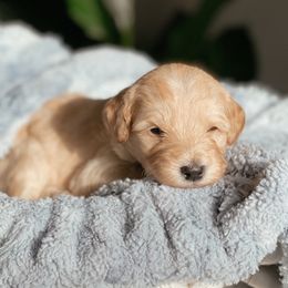 Aussiedoodle and Goldendoodle Puppies from Utah Faith Doodles