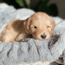 Aussiedoodle and Goldendoodle Puppies from Utah Faith Doodles