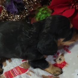 Dachshund Puppies from CLARK'S BREEDING PROGRAM