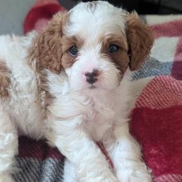 Bernadette - Blenheim female Cavapoo puppy in Newport, North Carolina from Crystal Coast Cavapoodles