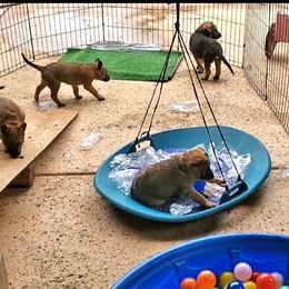 Belgian Laekenois Puppies from Cal Curly Coats Belgian Laekenois