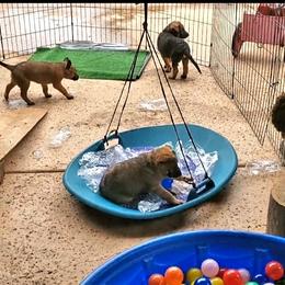 Belgian Laekenois Puppies from Cal Curly Coats Belgian Laekenois