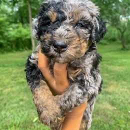 Bernedoodle, Cockapoo, and Goldendoodle Puppies from Danie’s Darling Doodles LLC