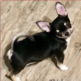 Blake - Chihuahua