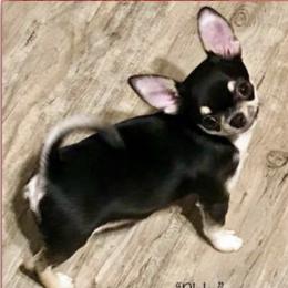Blake - Chihuahua