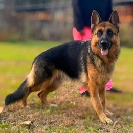 Raven - German Shepherd