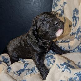 Harry - Black male Sheepadoodle puppy in Austin, Texas from Darling Doodles
