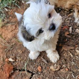 Shih Tzu Puppies from Shih Tzu's of Antioch