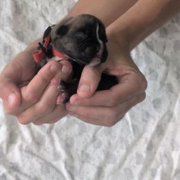 Reese - Brindle female Boxer puppy in New Holland, Pennsylvania from Shady Rill puppies