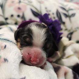 Petunia - Tri-color female Cavapoo puppy in Roseville, California from Heavenly Goldendoodles
