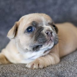 French Bulldog Puppies from BuschBabyBulldogs
