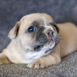 French Bulldog Puppies from BuschBabyBulldogs