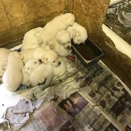 Labrador Retriever Puppies from Starlight Labradors