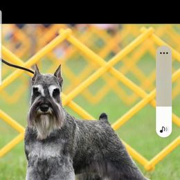Miniature Schnauzer Puppies from SkyHigh Kennels