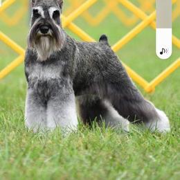 Miniature Schnauzer Puppies from SkyHigh Kennels