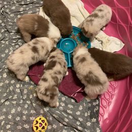 Australian Shepherd Puppies from Black Rock Farm Aussies