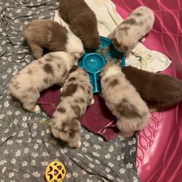 Australian Shepherd Puppies from Black Rock Farm Aussies