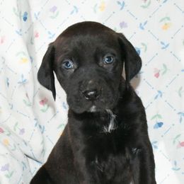 Scamp - Catahoula Leopard Dog puppy in Potsdam, New York from Spot On Catahoula Leopard Dogs