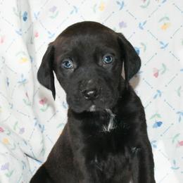Scamp - Catahoula Leopard Dog puppy in Potsdam, New York from Spot On Catahoula Leopard Dogs