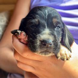 Male 2 - Black brown and white male Basset Hound puppy in Lindley, New York from Hill Top Basset Hounds & Cane Corso
