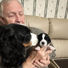 Poppy - English Springer Spaniel