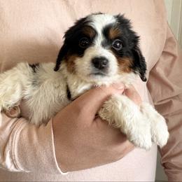 Luna - PINK - Black and white female Bernedoodle puppy in Gilbert, Arizona from Azbernedoodlepuppies